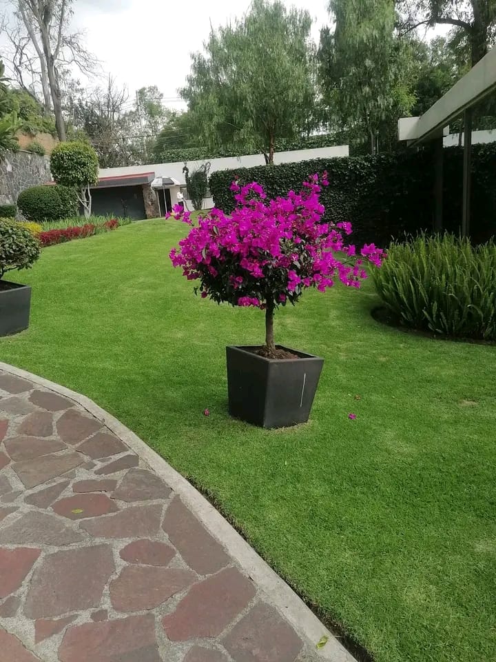 Poda de árbol en espacio verde en Constitucion