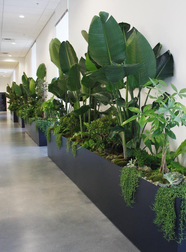 Jardineras corporativas con plantas tropicales en pasillo de oficina