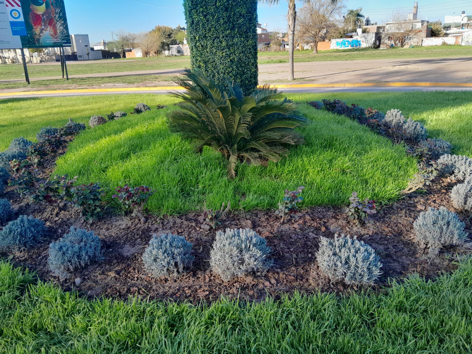 Cantero circular con palmera cica y arbustos plateados